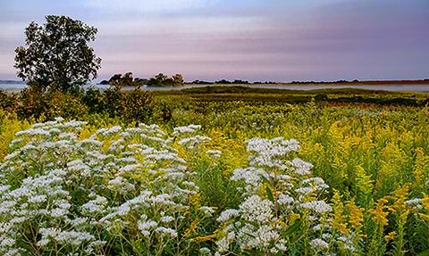 Boneset