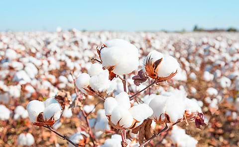 Cotton Field