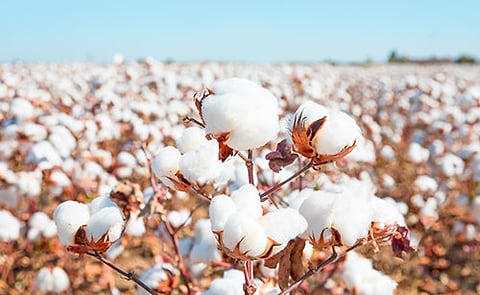 Cotton Field