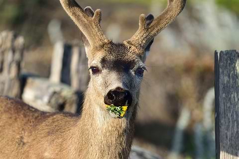 Deer with Yarrow