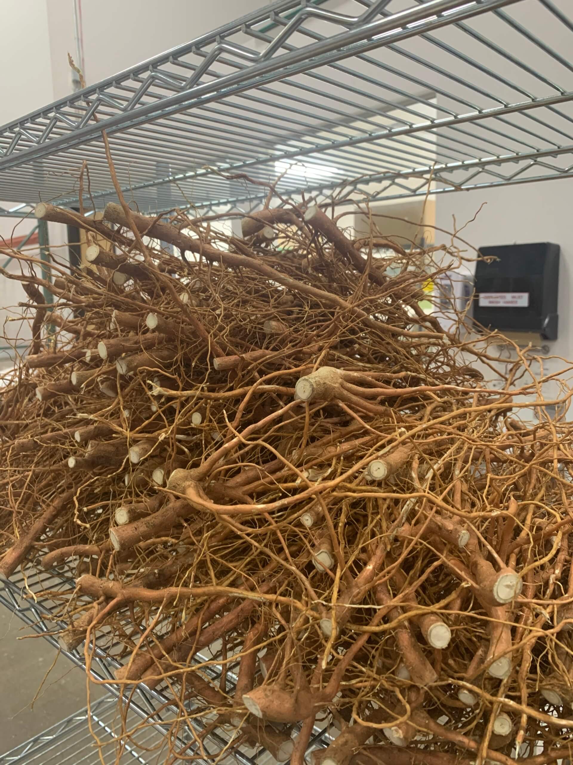 Cotton Root Bark
