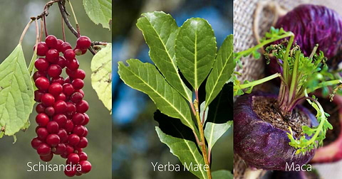 Schisandra Yerba Mate and Maca Herbs