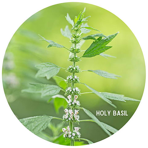 The Medicinal Uses and Health Benefits of Holy Basil (Tulsi)