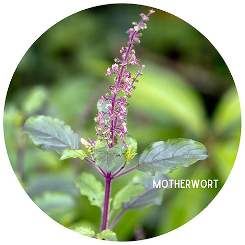 Motherwort