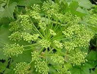 angelica Angelica Flower