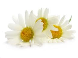 Chamomile Chamomile