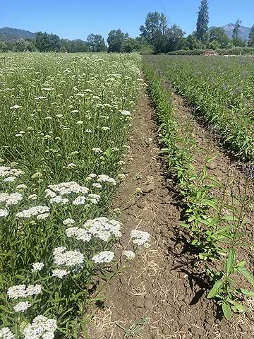 Contracted Yarrow and Blue Vervain
