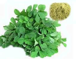 Fenugreek