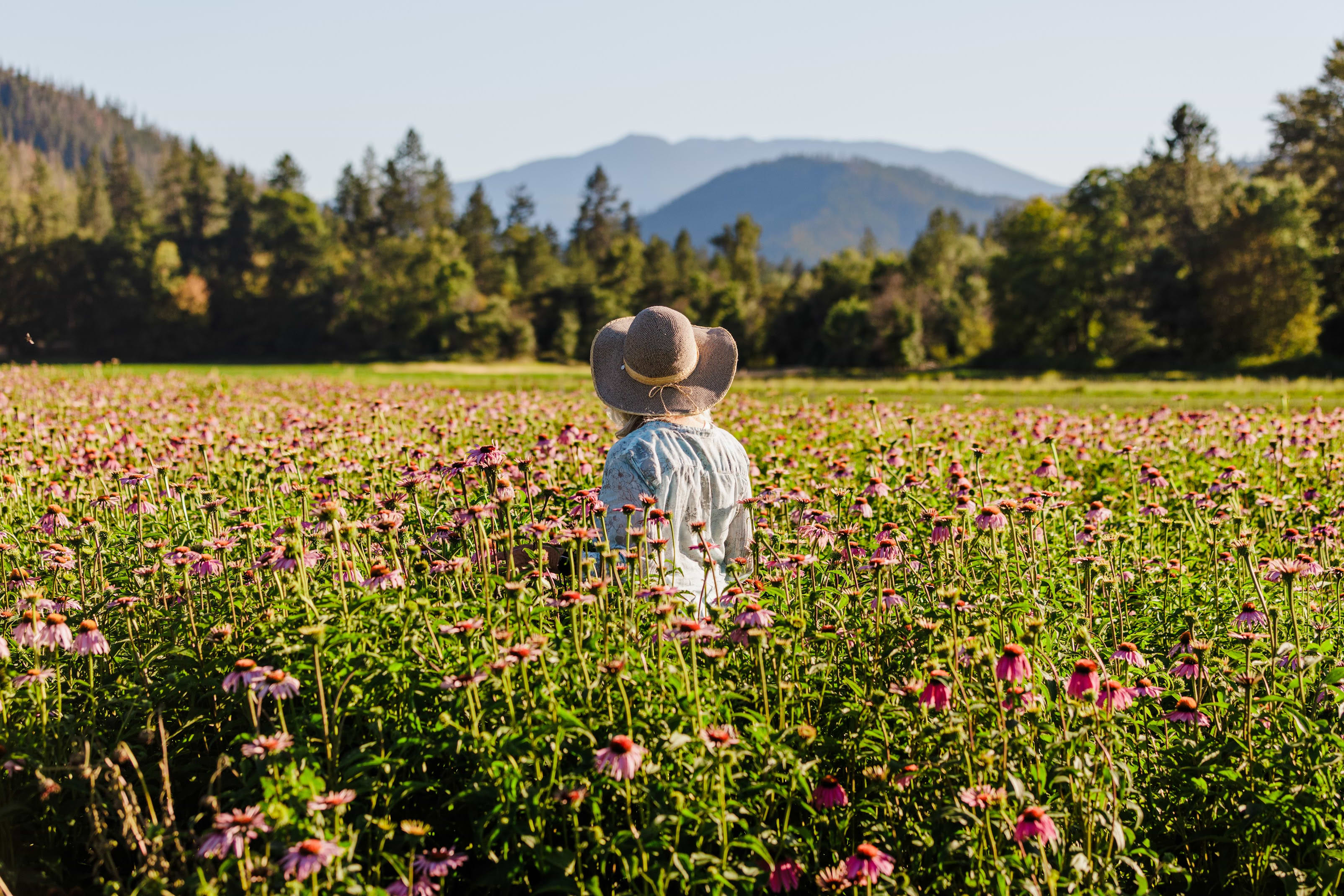 A grower standing in a field of blooming echinacea below the Colorado foothills