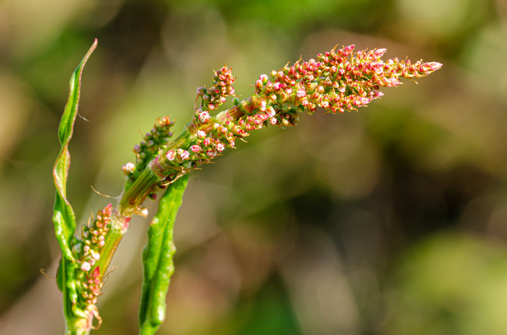 Yellow Dock Root Benefits: Flow, Iron, and Vitality