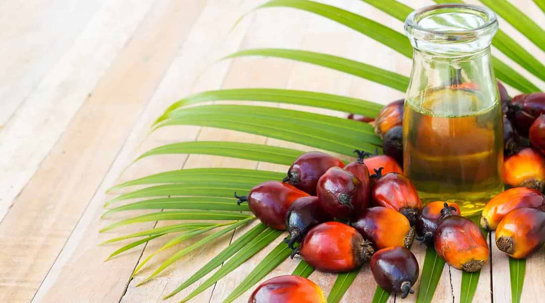 Daabon: The Pioneers of Sustainable Palm