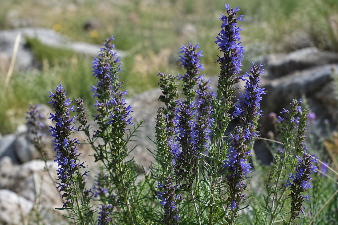 Hyssop Benefits: How to Use This Ancient Herb