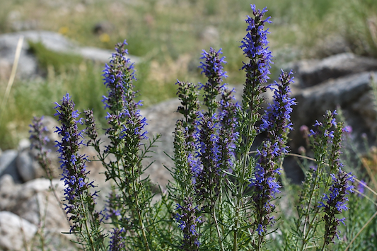 Hyssop Benefits: How to Use This Ancient Herb