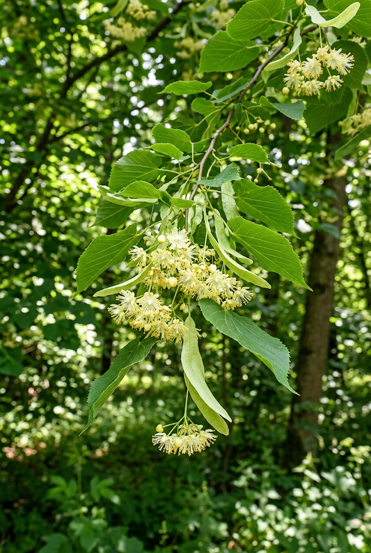 Linden Flower Benefits: Meet the Tree Blossom That Helps You Unwind