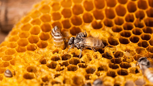 Bee Propolis Benefits: Wellness from the Honeybee Hive