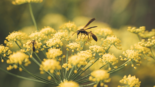 Best Herbs for Digestion: An Herbalist's Guide