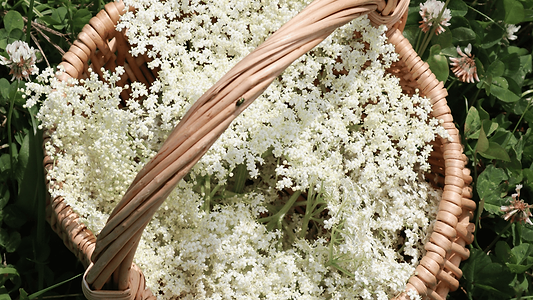 Elder Flower Benefits: A Sweet Bloom with Surprising Power