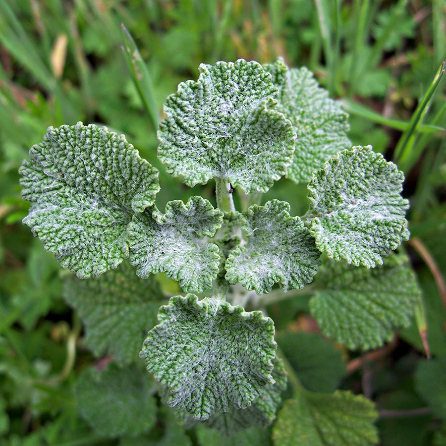 Horehound Benefits: From Candy Jars to Herbal Tinctures