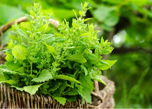 Lemon Balm Benefits: The Herb That Calms Mind and Belly