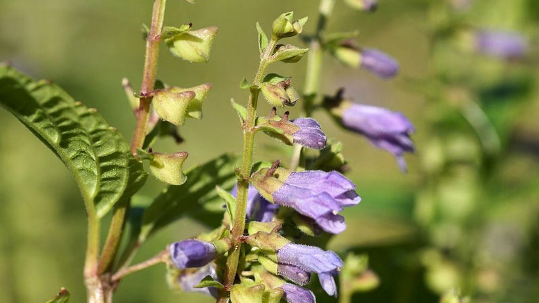 Skullcap Health Benefits: Nature’s Calming Power for a Frazzled Nervous System