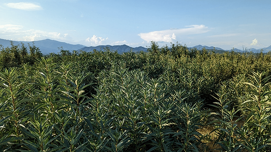 Yerba Santa: Stewardship & Seasonal Support
