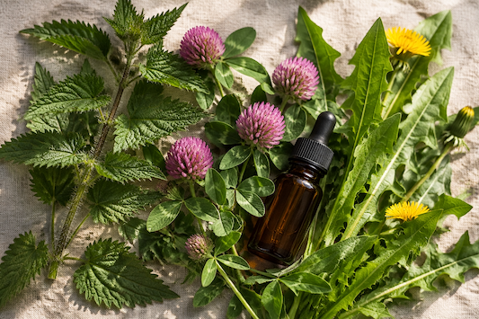 An Herbalist's Guide to the Follicular Phase