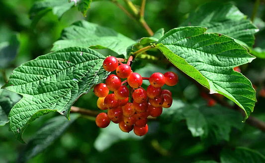 Cramp Bark Benefits: Nature's Remedy for Menstrual Cramp Relief and Muscle Support