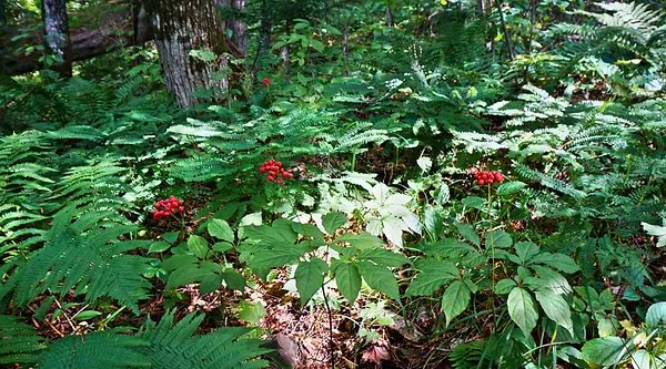 Embracing Forest Farming on Climate Day