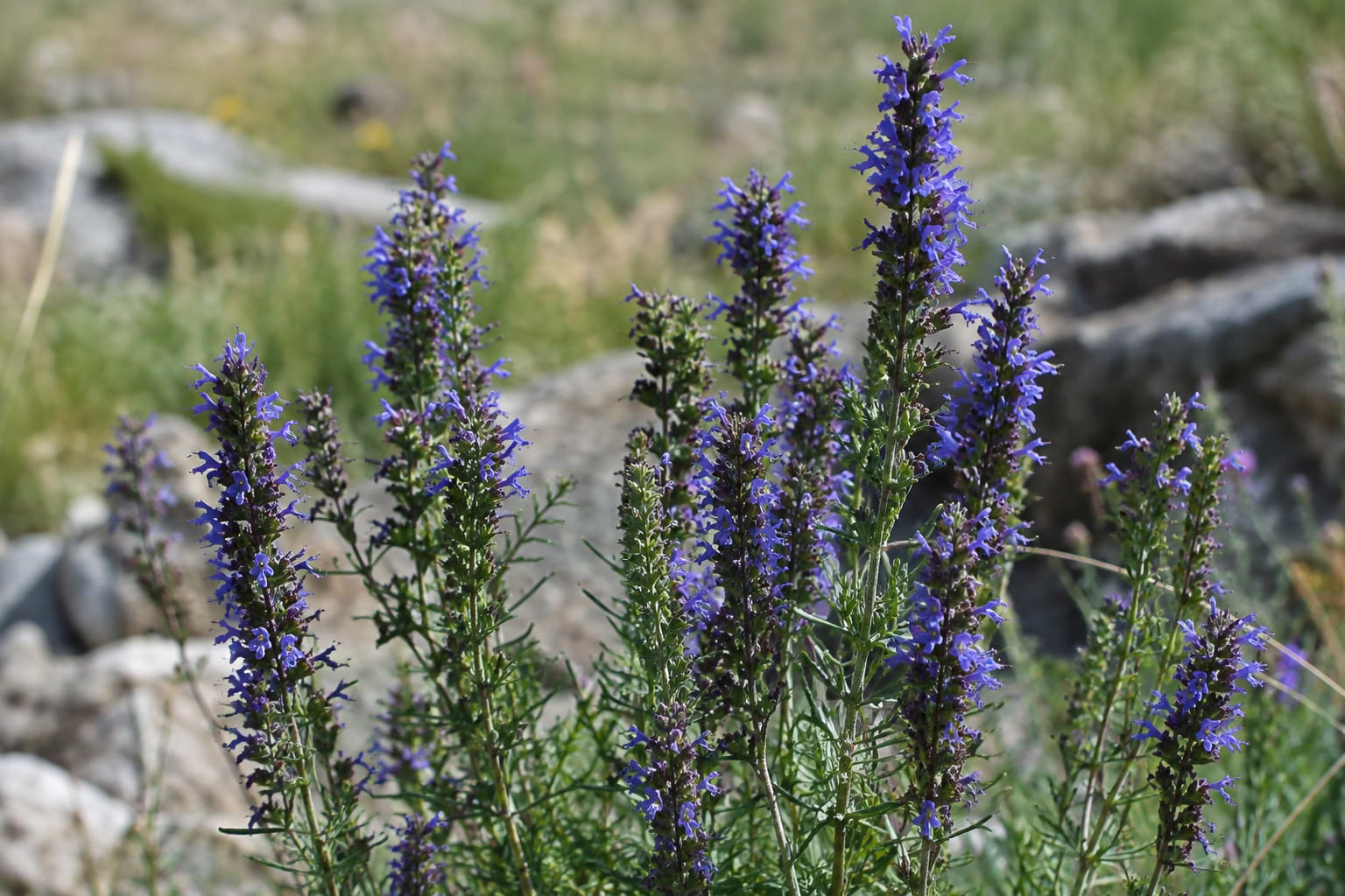 Hyssop Benefits: How to Use This Ancient Herb