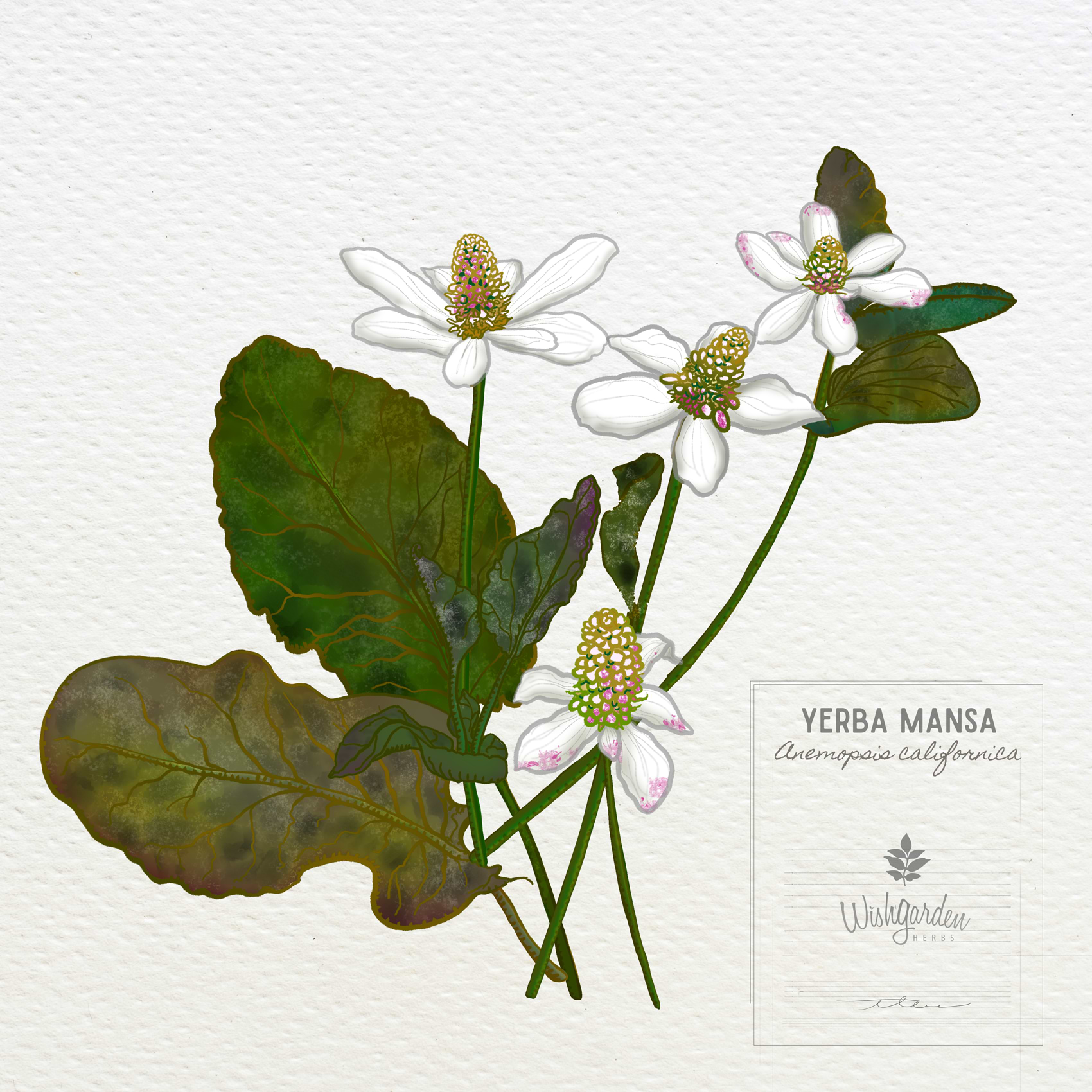 Illustration of Yerba Mansa plant with white flowers and green leaves on a white background.