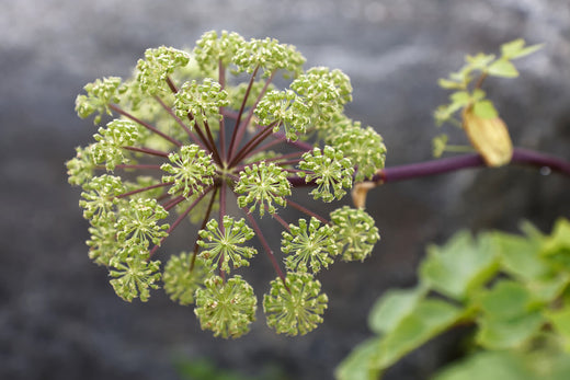 Angelica Archangelica Health Benefits & Medicinal Uses
