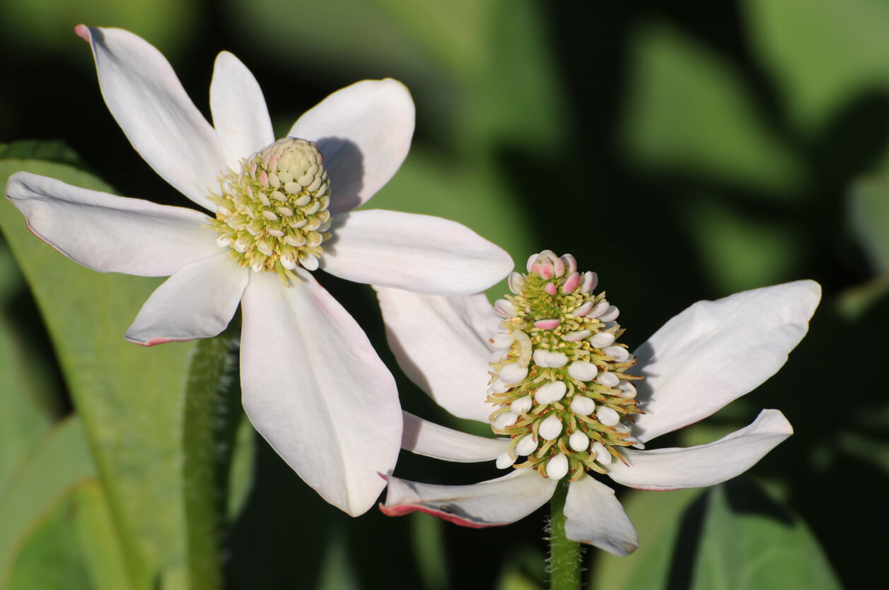 Yerba Mansa Benefits: The Southwest's Potent Herb for Modern Wellness