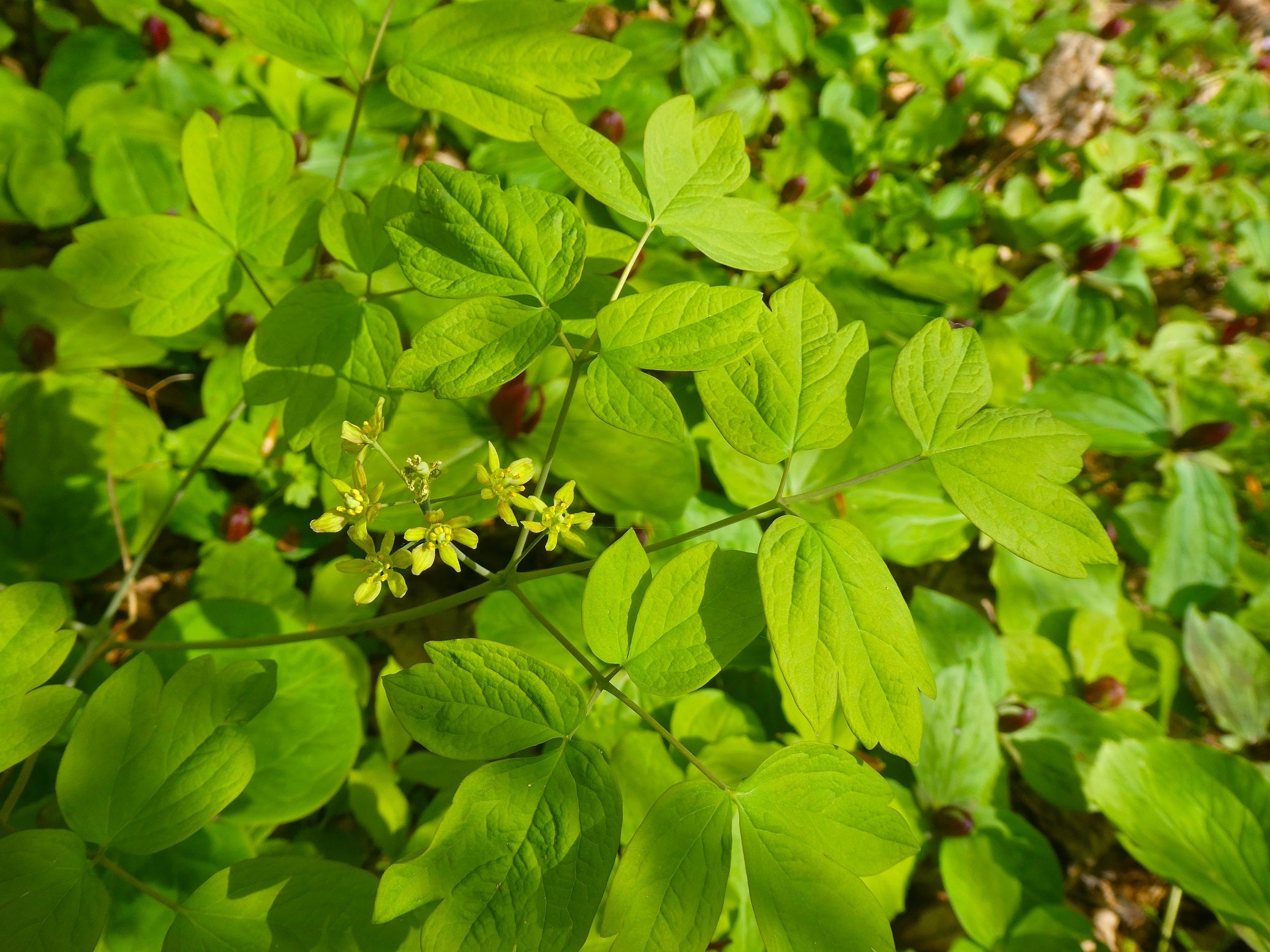 Blue Cohosh Benefits: A Bitter Woodland Plant