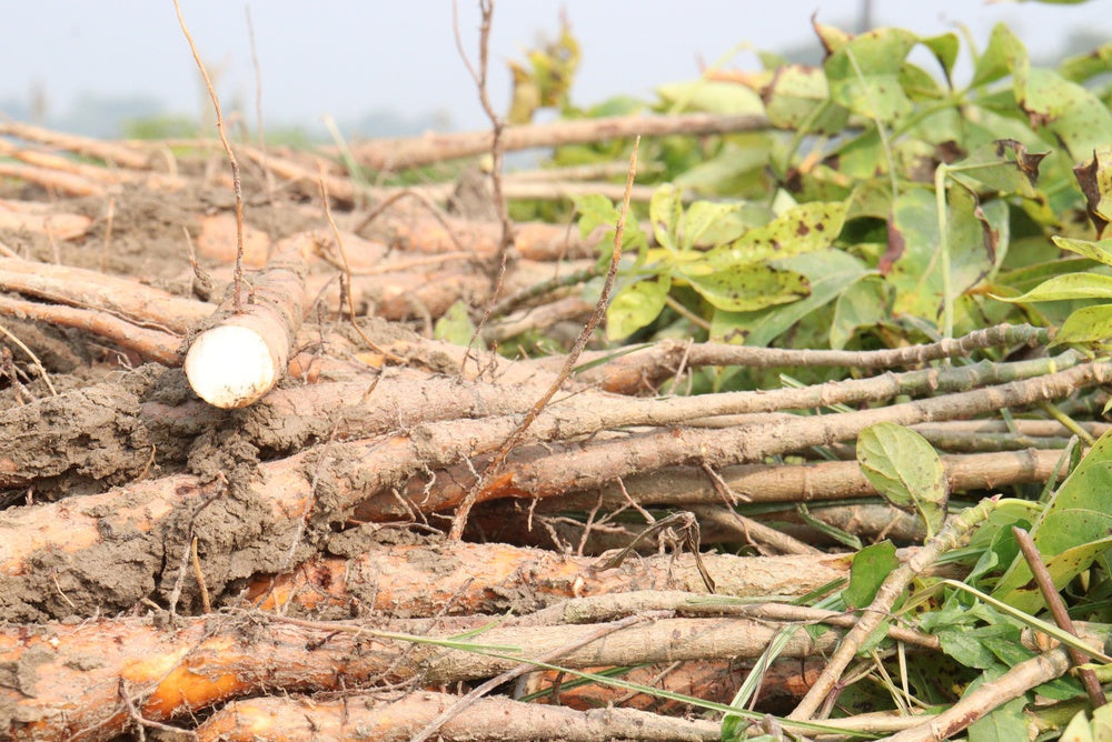 Cotton Root Bark Benefits: The Root of Resistance