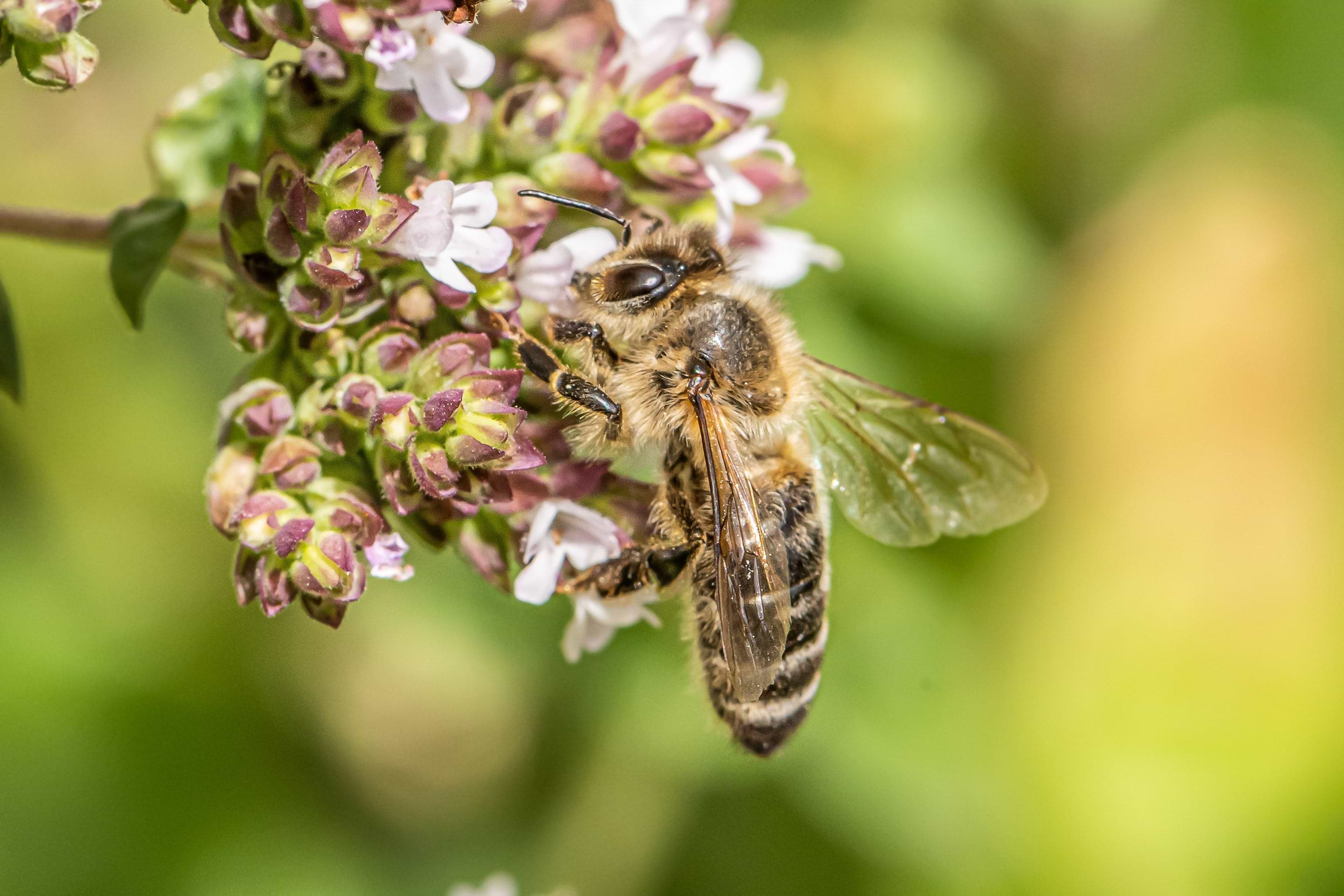 5 Botanical Herbs That Attract Pollinators To Your Garden
