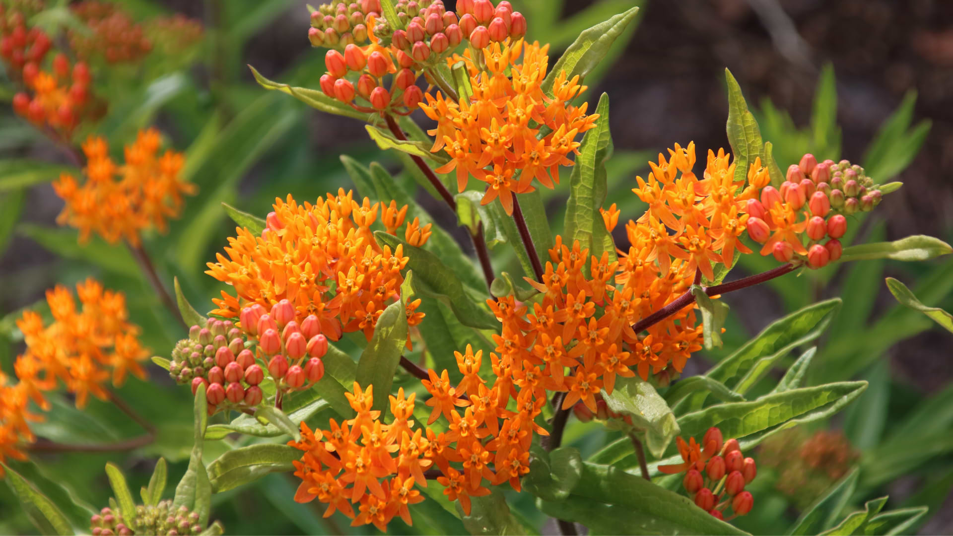 Pleurisy Root Benefits: What Herbalists Cherish About This Native Herb