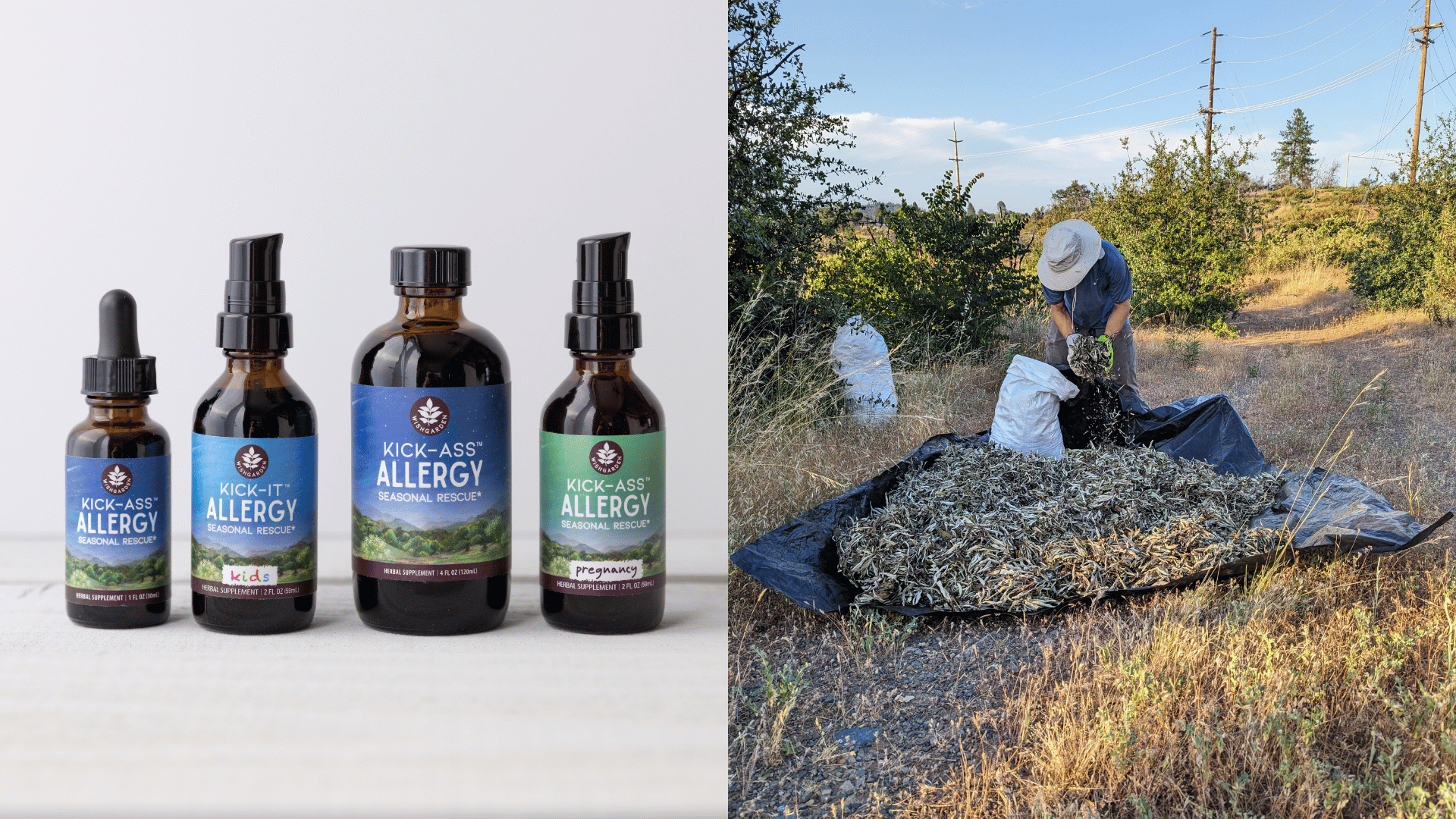 Why Your Gut Health Affects Your Allergies