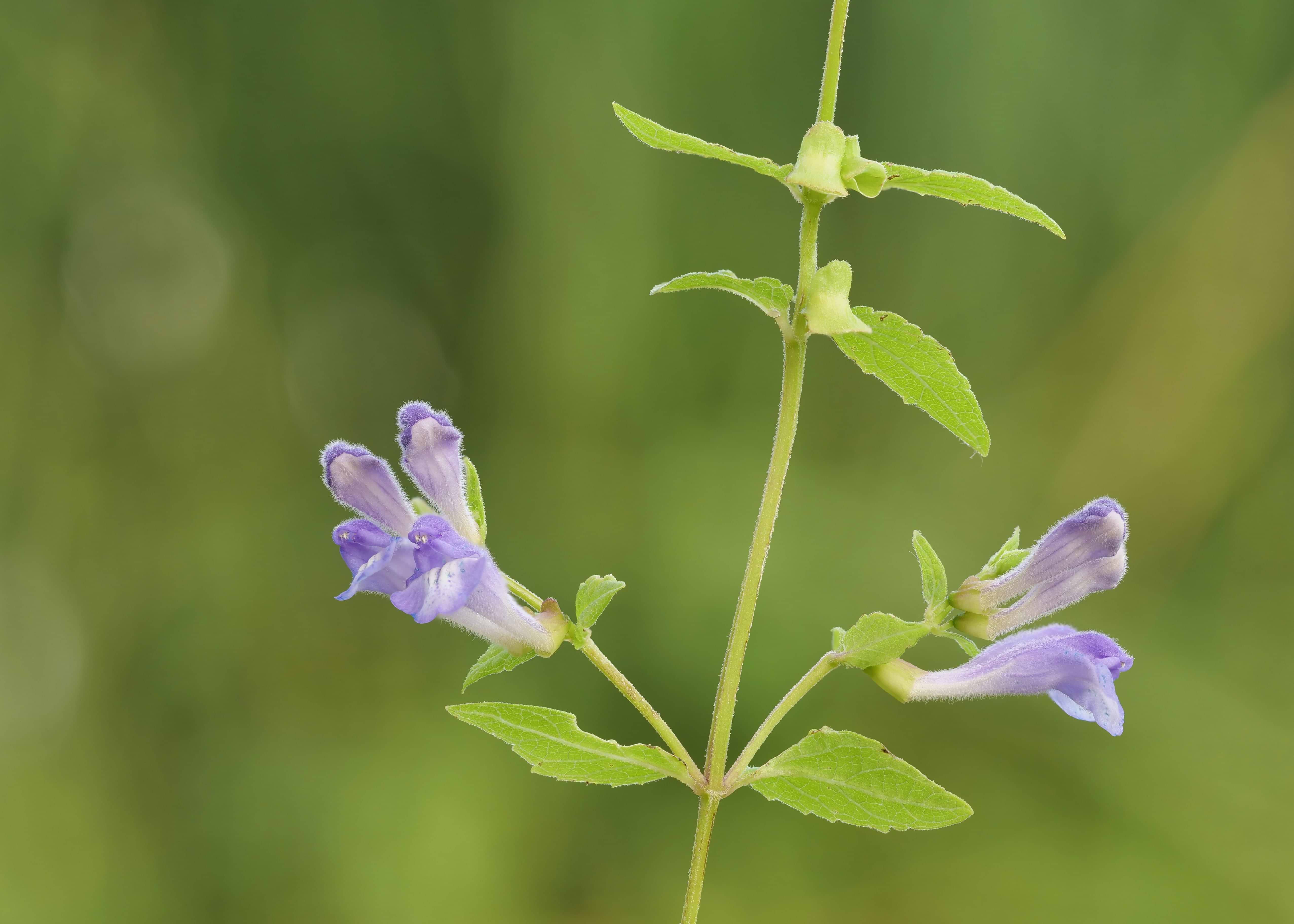 Skullcap Health Benefits: Nature’s Calming Power for a Frazzled Nervous System