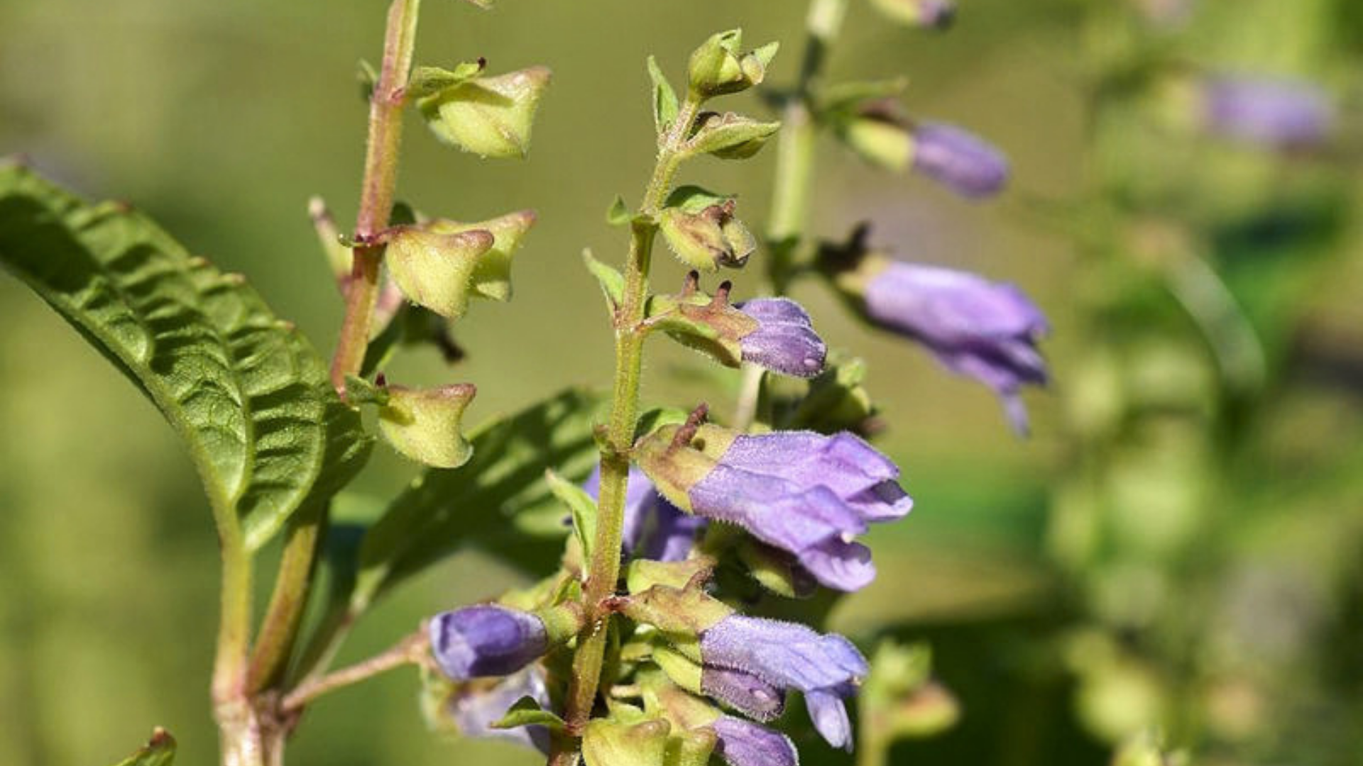 Skullcap Health Benefits: Nature’s Calming Power for a Frazzled Nervous System