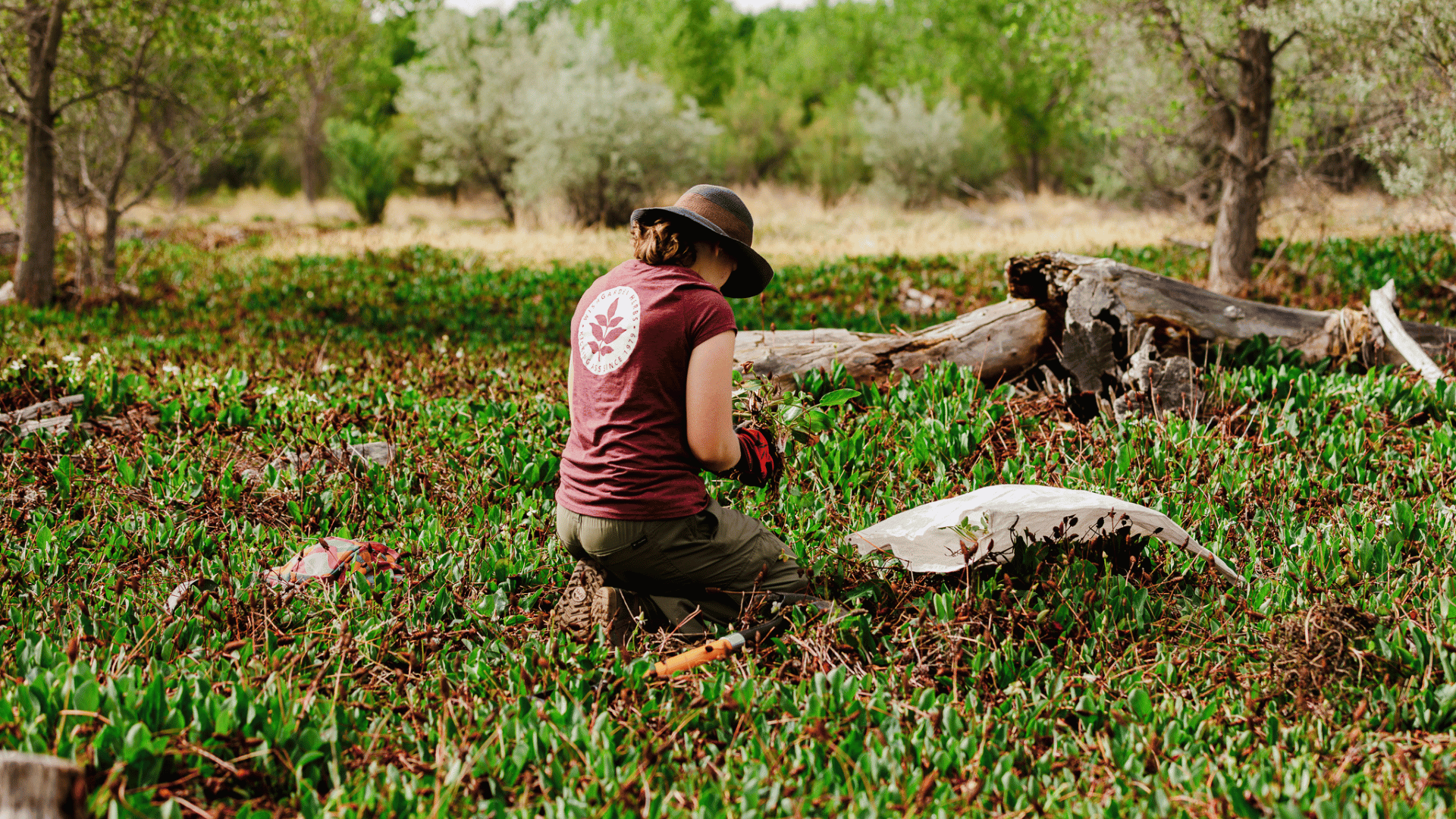 Preserving the Legacy of Yerba Mansa: A Cornerstone of WishGarden Herbs’ Biodiversity Initiative