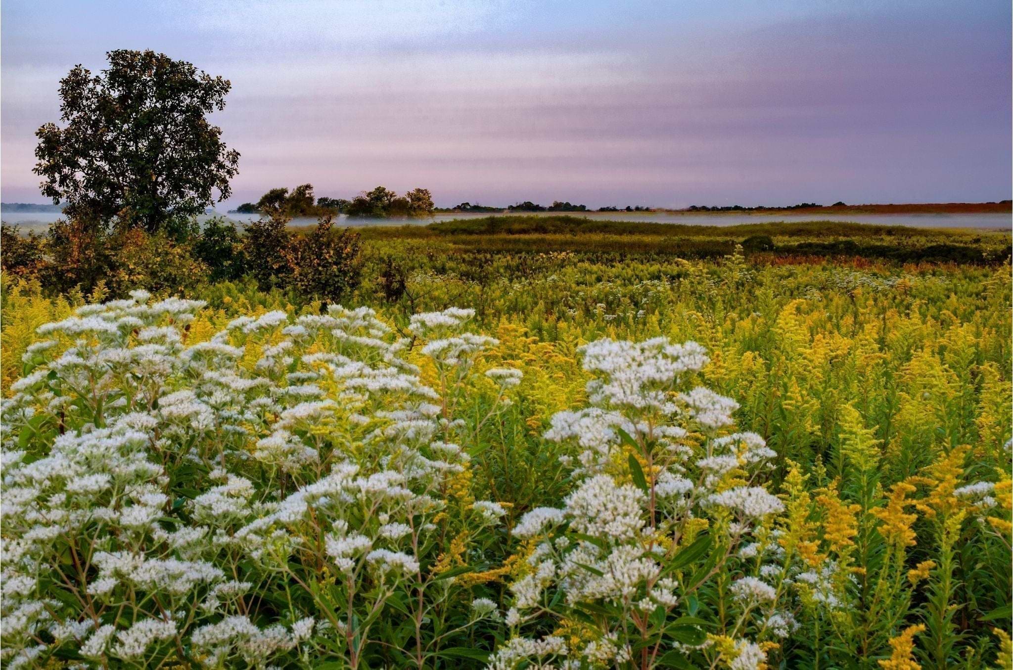 Boneset Herb Benefits: A Hidden Gem for Boosting Immunity