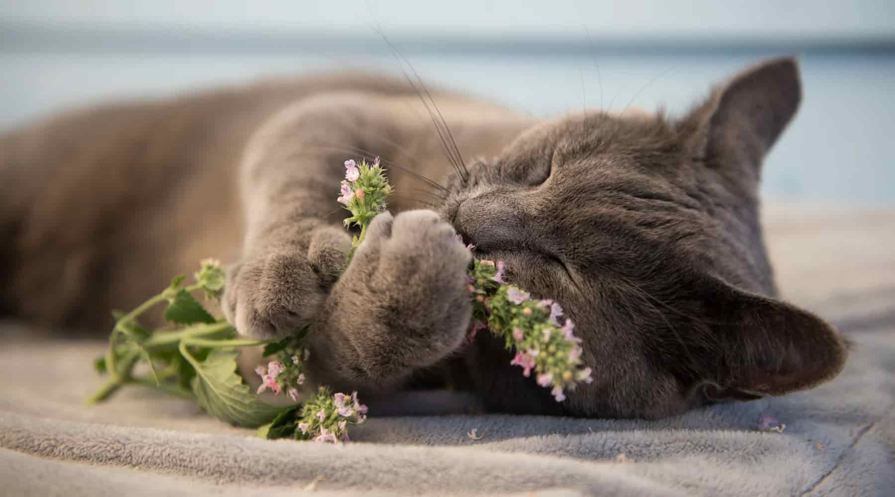 Catnip Benefits: A Feline Favorite and an Ally for All