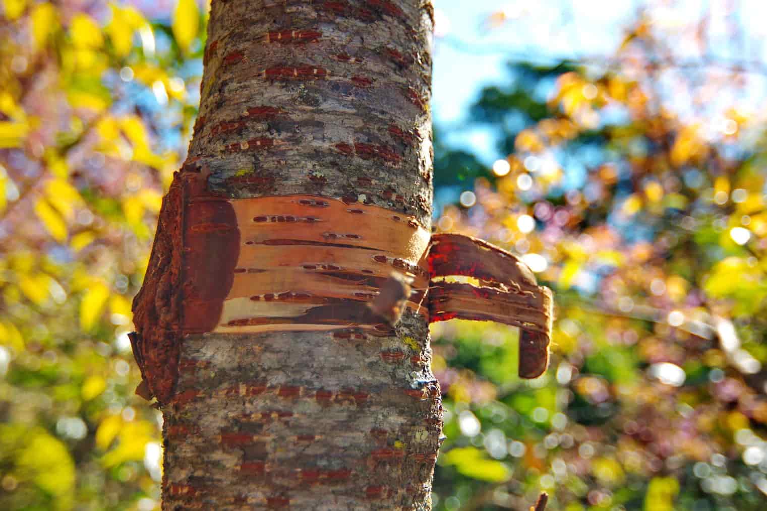 The Ultimate Guide to Wild Cherry Bark Health Benefits