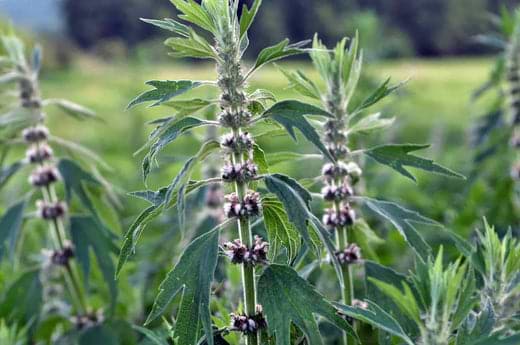 Motherwort Benefits: A Mother's Lion-Hearted Love