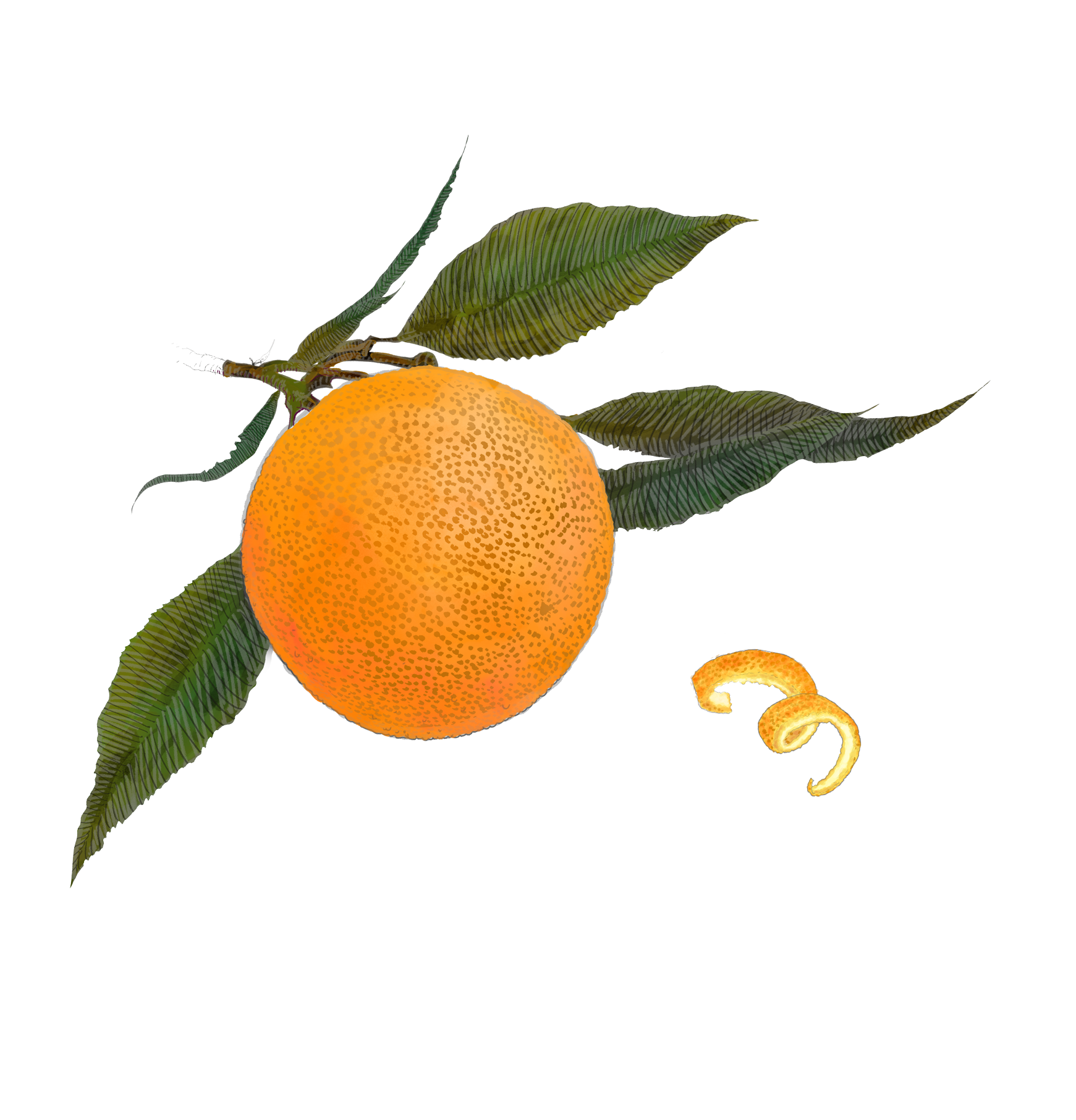Orange Peel Benefits: A Juicy Global Treasure