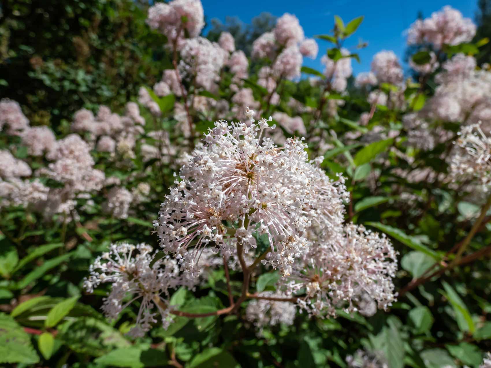Red Root Health Benefits: Nature’s Lymph Mover & Immune Booster