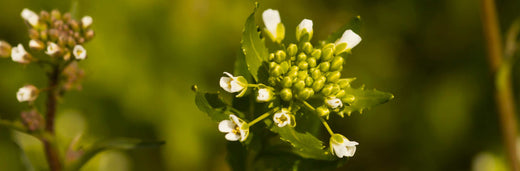 Shepherd’s Purse Benefits: Nature's Heart Shaped Helper