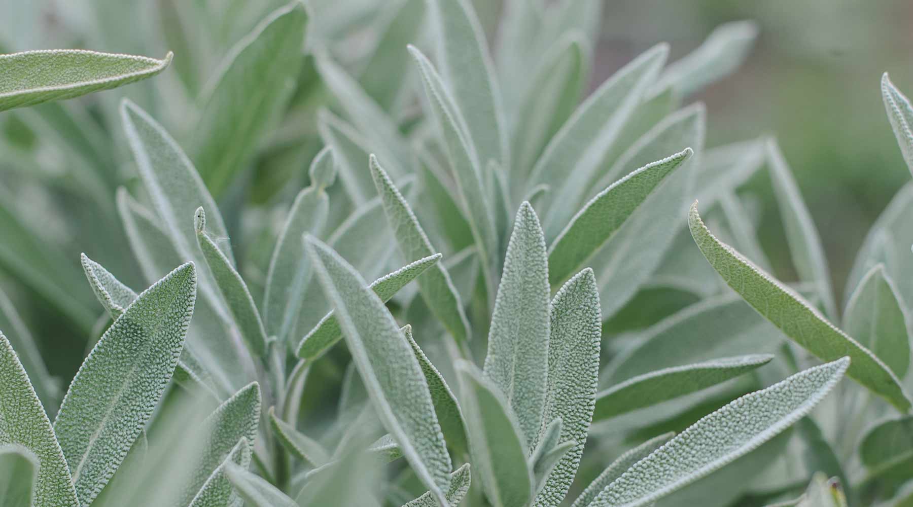 Sage Herb Benefits: A Nostalgic Plant Herbalists Still Rely On