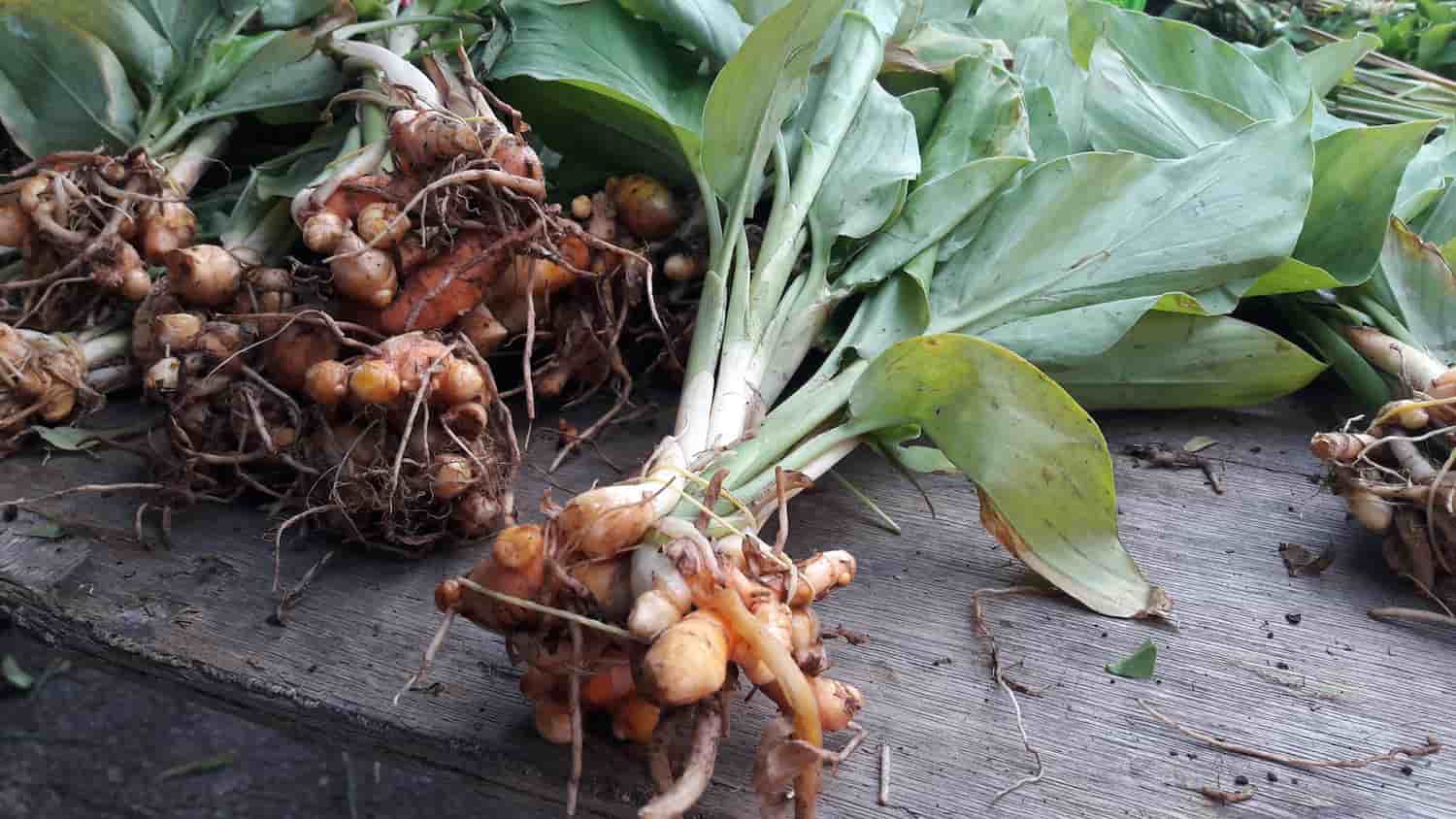 Turmeric Benefits: Recovery, Movement, and Vitality