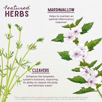 Featured Herbs in Kidney Strength, Daily Support